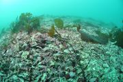 Banc de maërl dans la mer d'Iroise - Yannis Turpin / Agence des aires marines protégées - Yannis Turpin