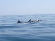 Dauphins - MRW Zeppeline - X. Mignant 