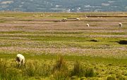 Sheep grazing at Llanrhidian Marsh - Blaise Bullimore - Blaise Bullimore