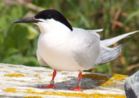 Sterne de Dougall - MRW Zeppeline - X. Mignant