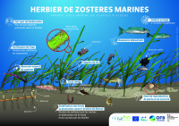 Illustrations pour communiquer sur les habitats marins