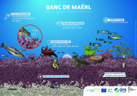 Illustrations pour communiquer sur les habitats marins