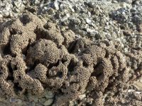 Hermelles sur récifs d'huitres creuses, estuaire de la Gironde - OFB - Amandine EYNAUDI